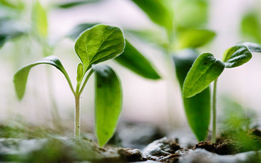 Charity hen weekends