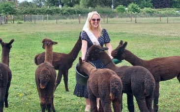 alpaca experience hen party