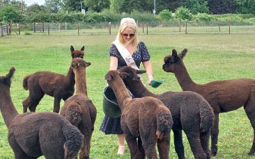 alpaca experience hen party